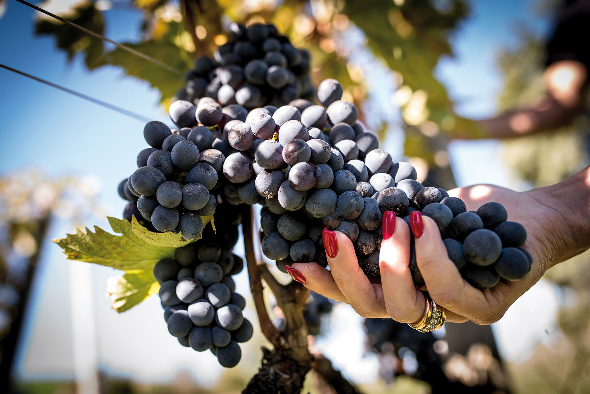 La Canosa Agricola - Our Vineyards