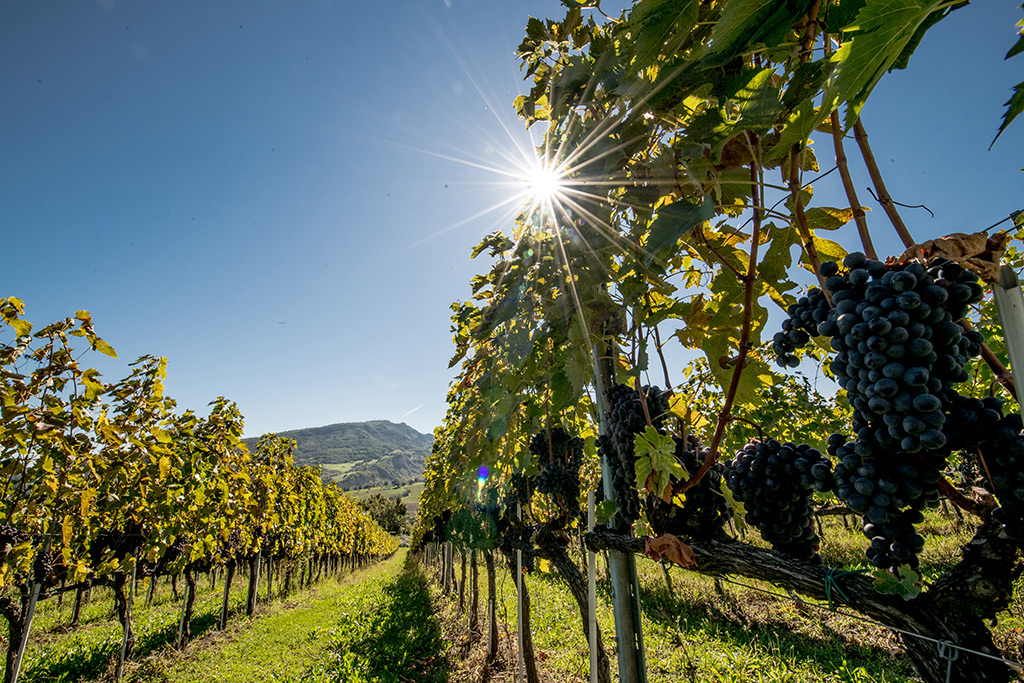 La Canosa Agricola - Vitigni Montepulciano Passerina Pecorino Sangiovese